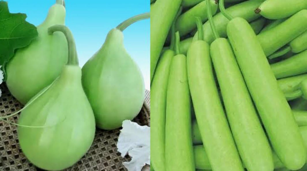 लंबी या गोल लौकी में क्या अंतर होता है, जानिए खरीदने से पहले कौन सी है ज्यादा फायदेमंद …